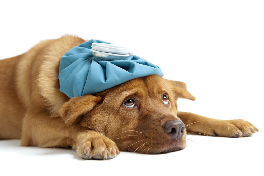 愛犬が熱中症になってしまったらどうしたらいい？