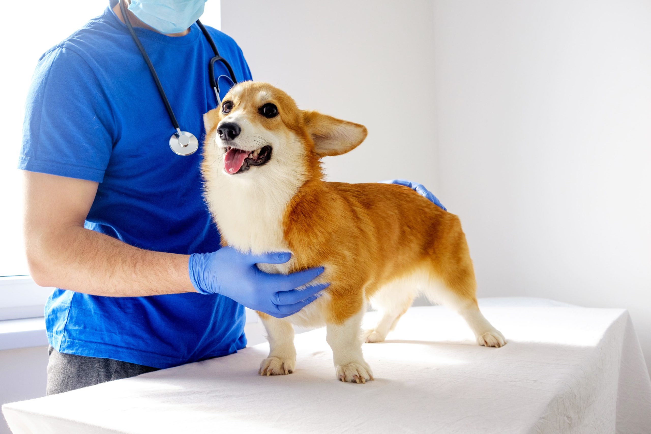 【年齢別】中型犬の病気・ケガのリスク