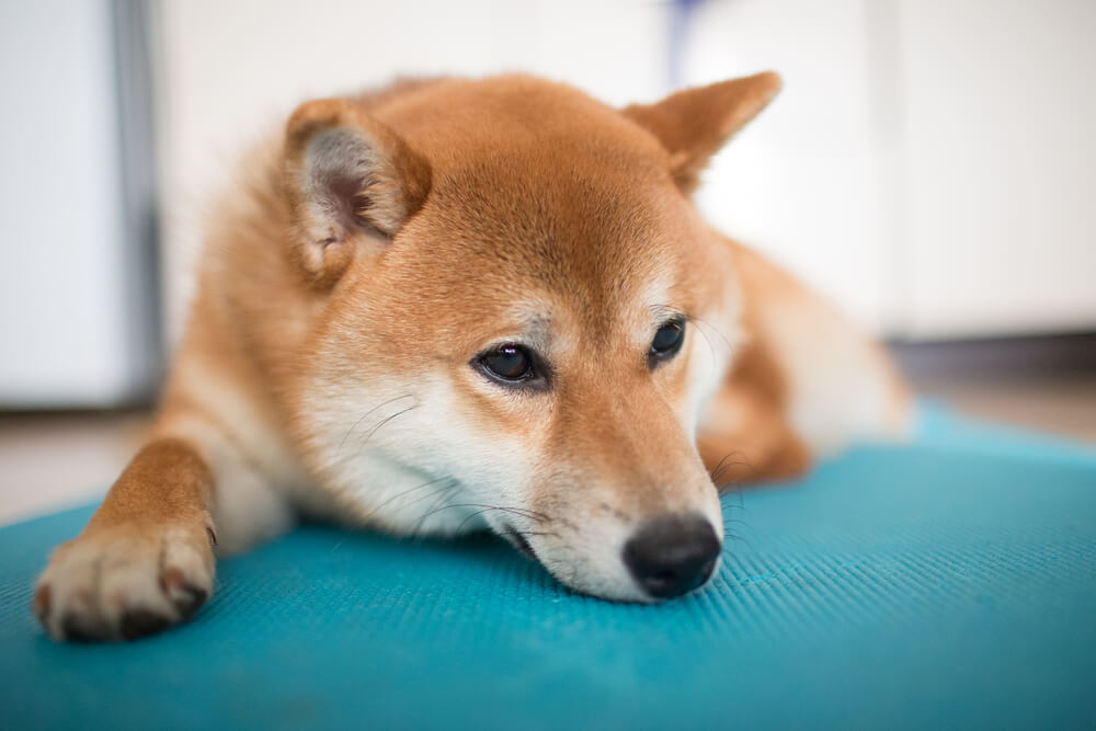 柴犬（1歳・女の子）