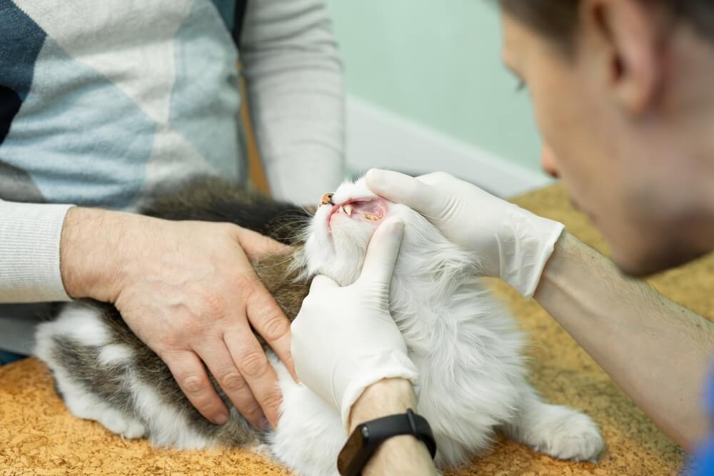 保護猫のお迎え前に動物病院に相談を