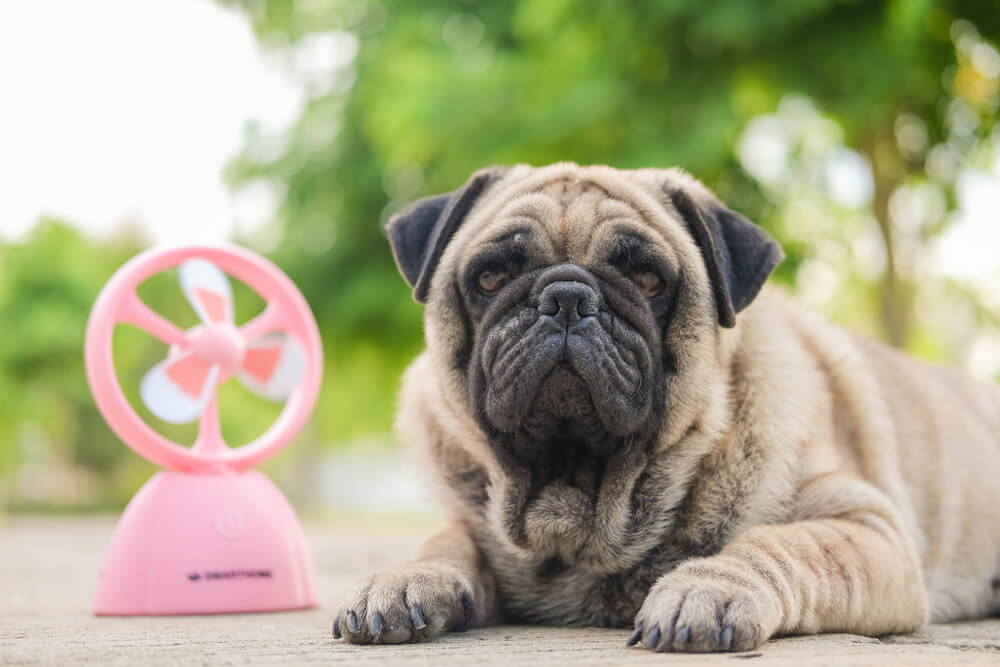 熱中症になりやすい犬種は？