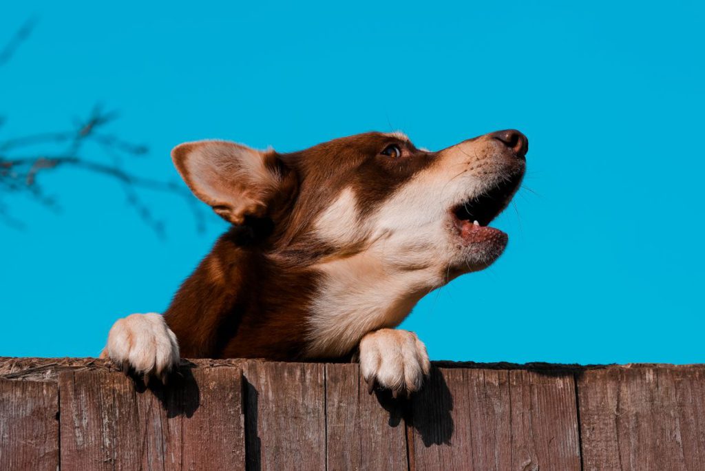 留守番中の犬の鳴き声からわかる気持ち〜遠吠えは不安の合図〜【動画あり】