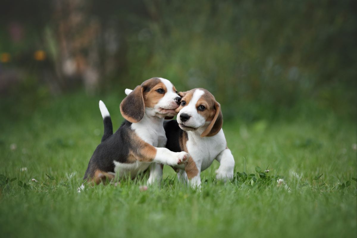 ビーグルの性格と正しい飼い方は?寿命や注意すべき病気も解説