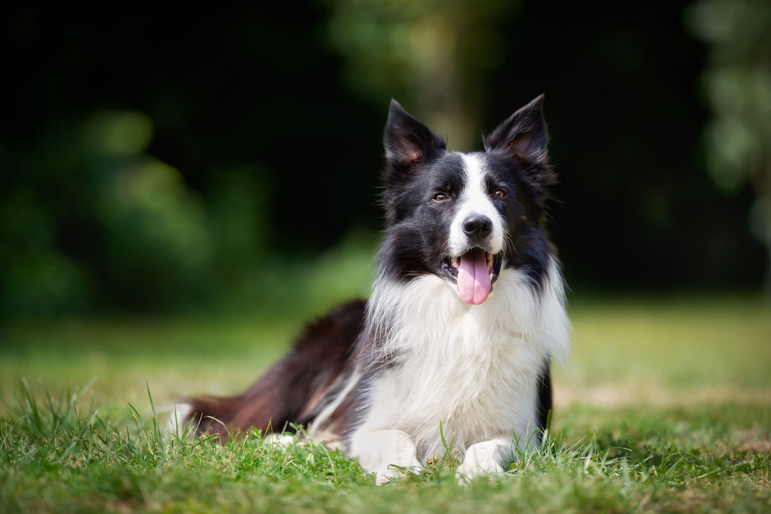 Puppy dog biting his toys and playing Border Collie Stock Photo by  leszekglasner