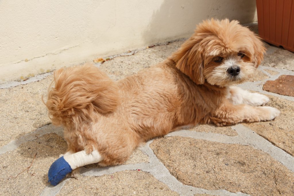 パテラ（膝蓋骨脱臼）はペット保険の補償対象？