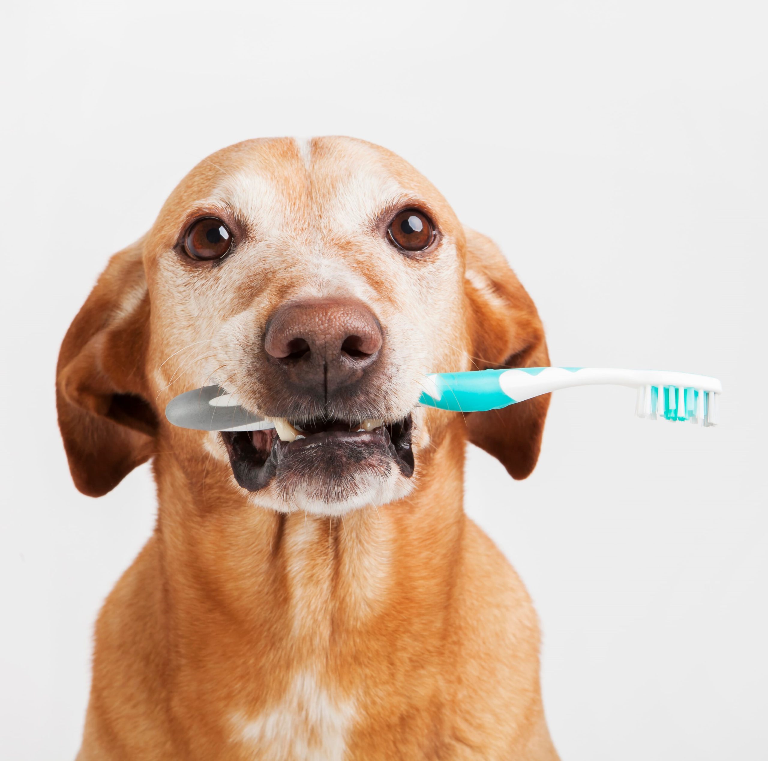 歯周病・歯石除去はペット保険の補償対象？