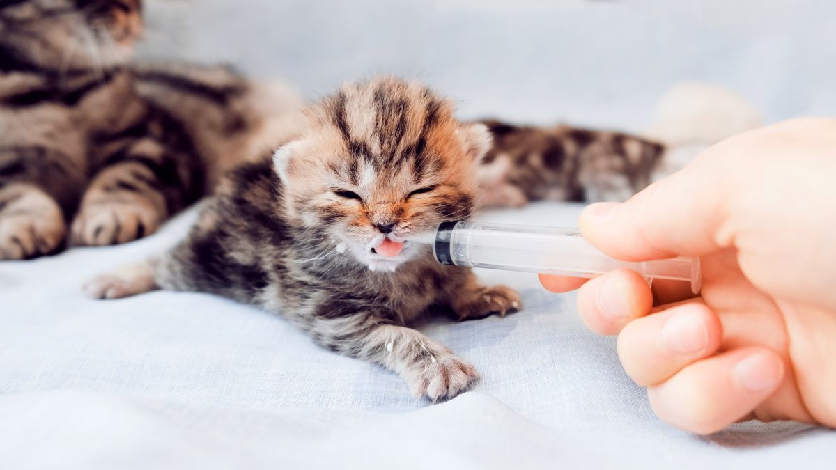 【獣医師監修】子猫の餌の与え方について解説！適切な量・回数など