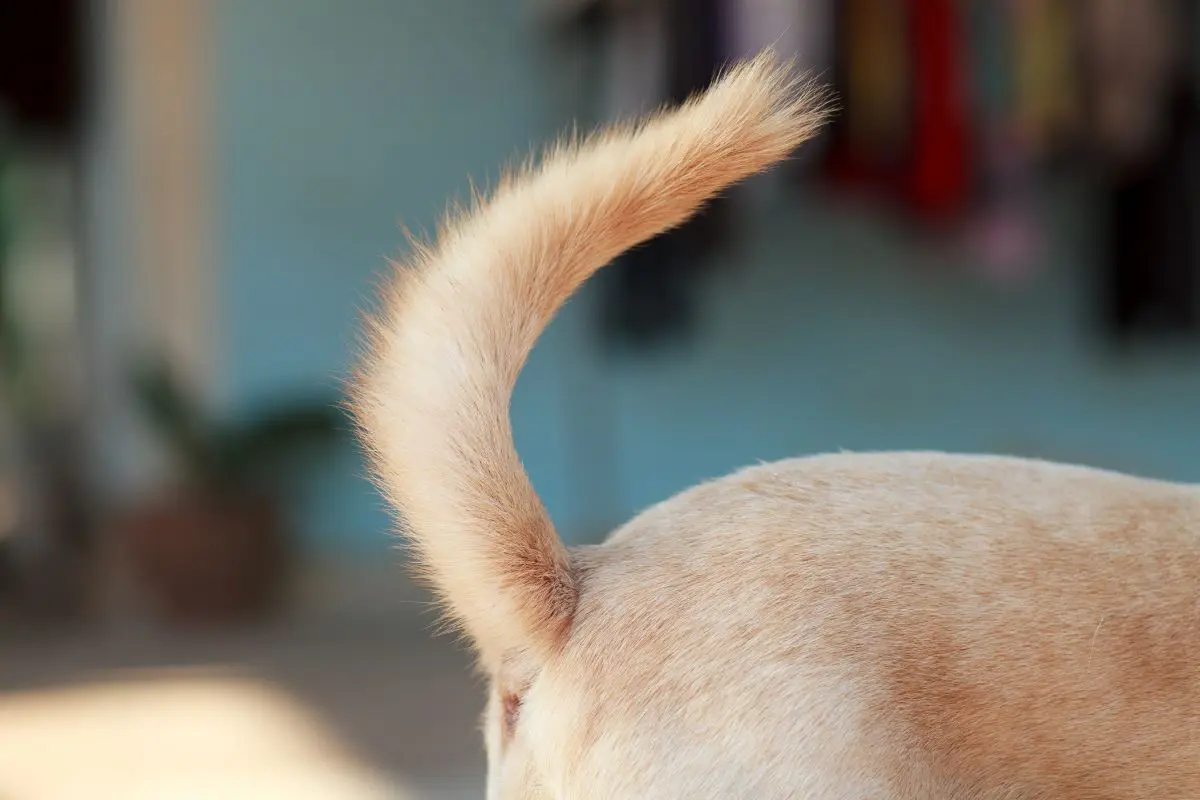 獣医師監修】しっぽで知る犬の気持ち！しっぽを振っているときは嬉しい