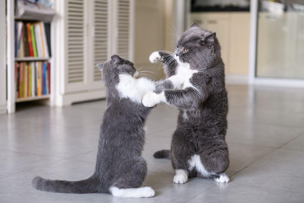 【獣医師監修】猫はなぜけんかをするの？賢い飼い主さんの「けんか」の止め方