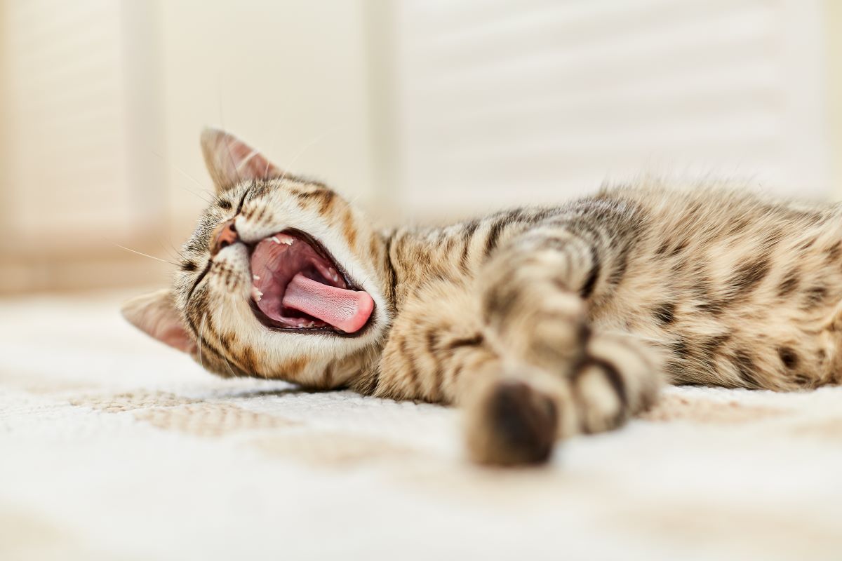 猫のあくびは甘え？それともストレス？あくびの理由を徹底解説