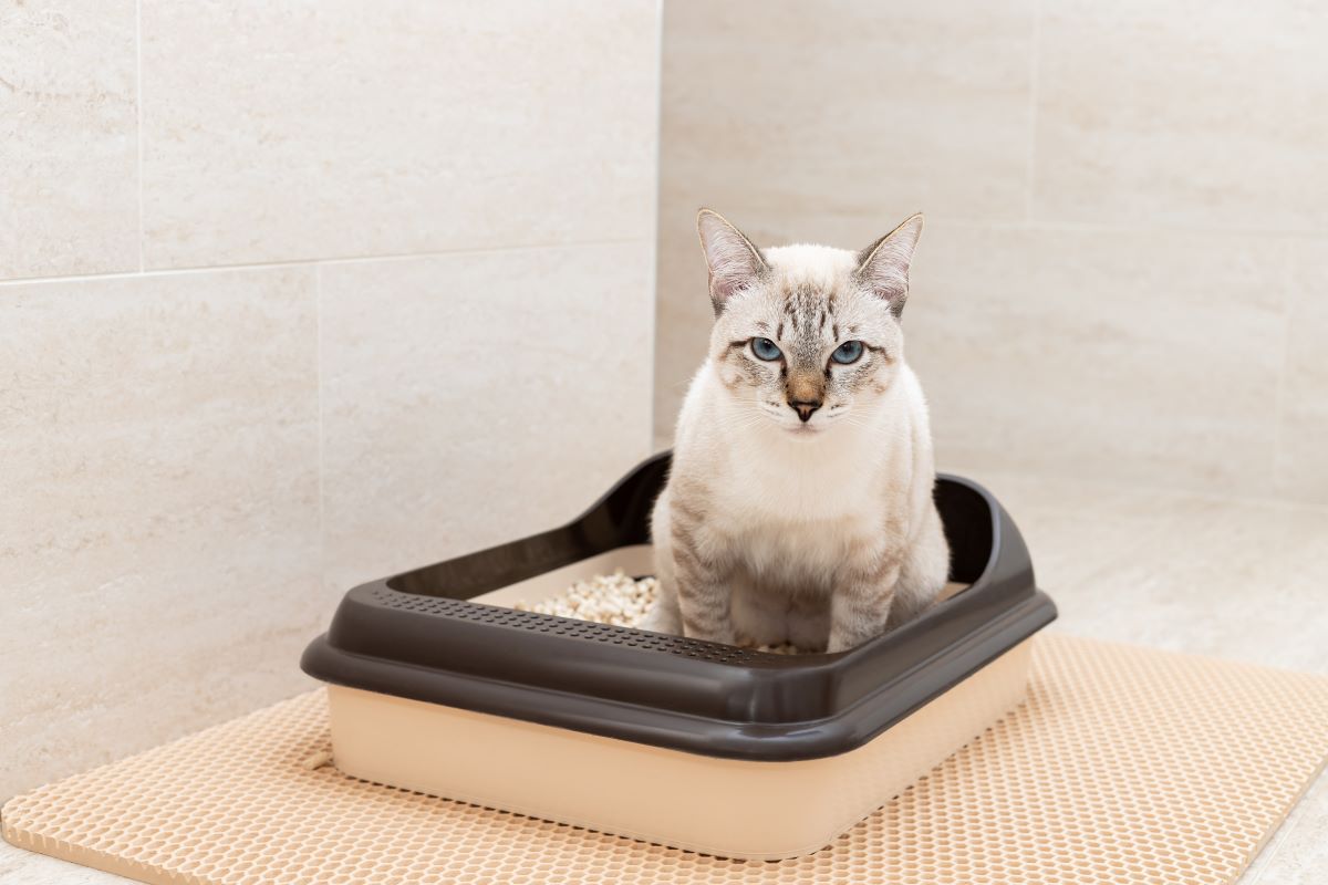 【獣医師監修】猫が喜ぶトイレの場所やおすすめの砂は？不満がある場合の仕草も解説ｖｖｖ