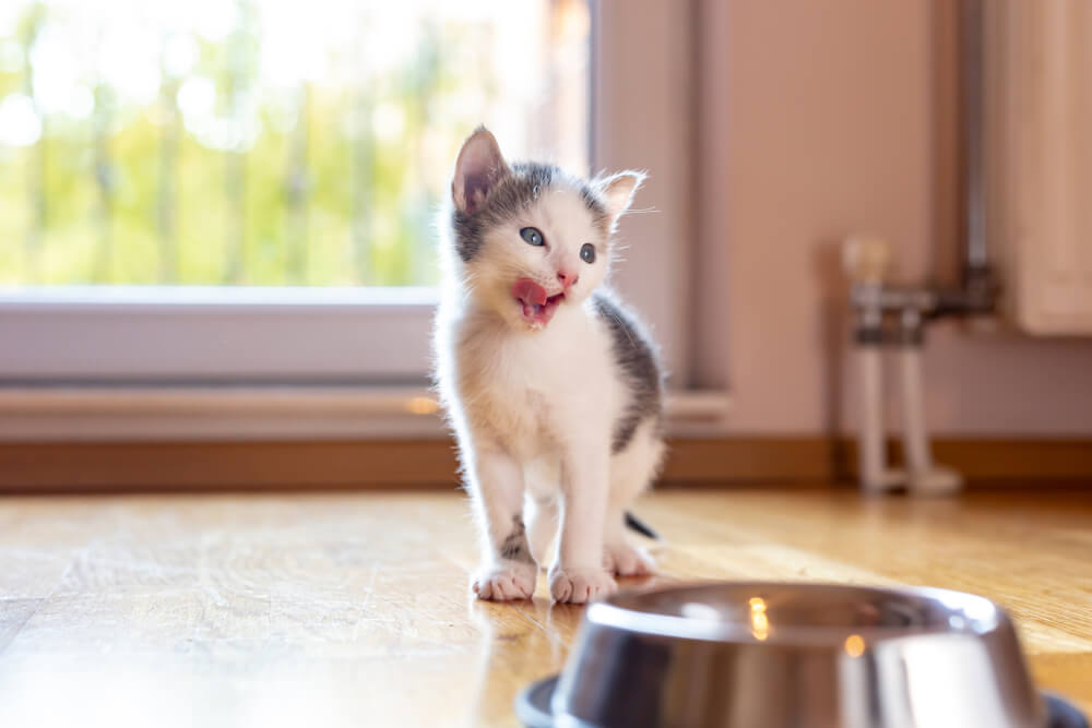 子猫の餌の与え方（生後1ヶ月以降の場合）