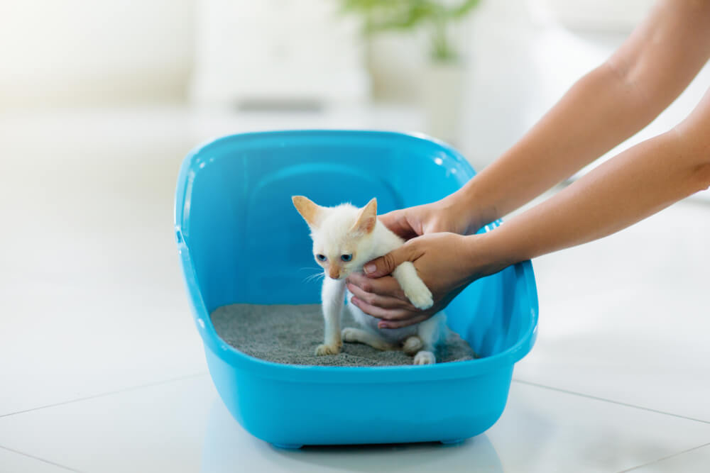 子猫のトイレトレーニングのポイント