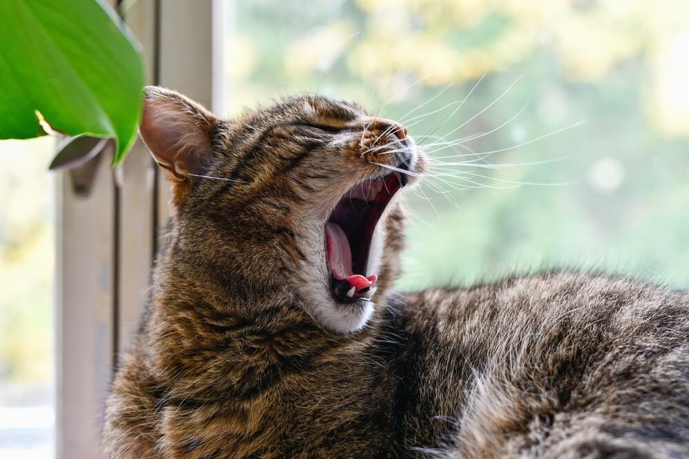 猫のあくびは「カーミングシグナル」