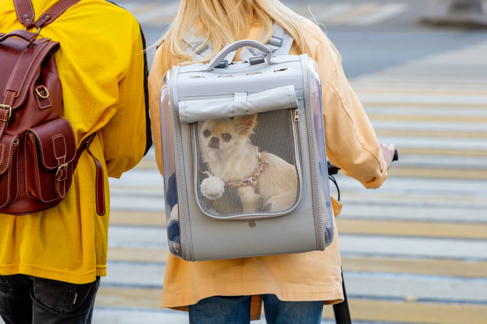 犬を電車やバスに乗せる前にトレーニングをする