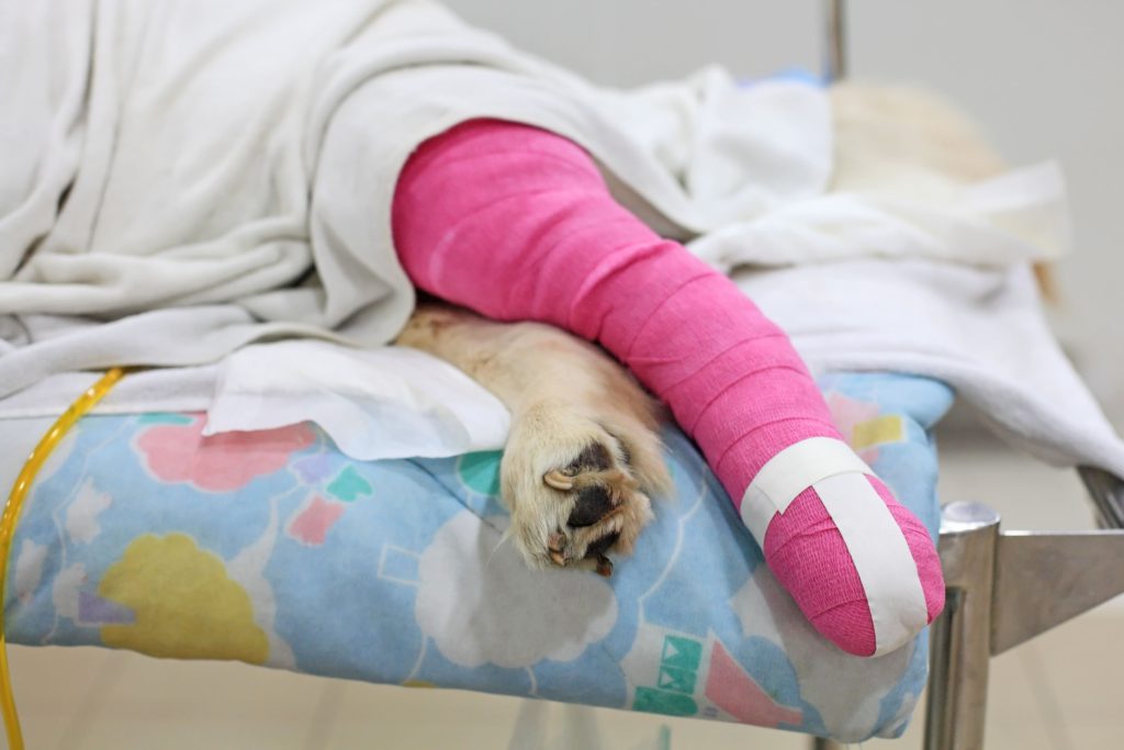 パテラ（膝蓋骨脱臼）の治療方法と治療費