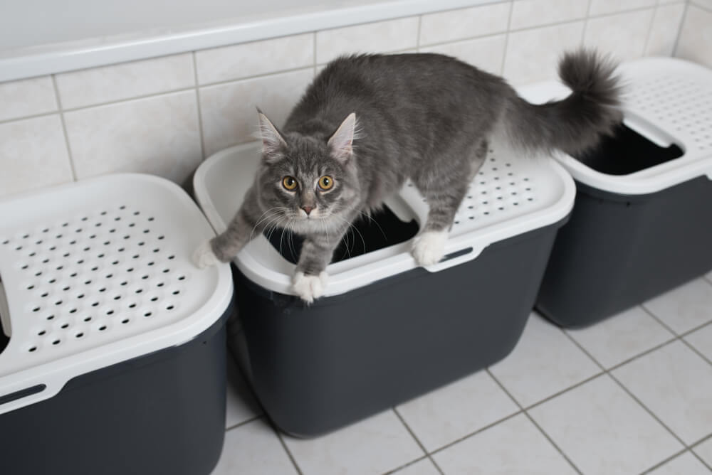 猫のトイレ数は「頭数＋１個以上」が理想