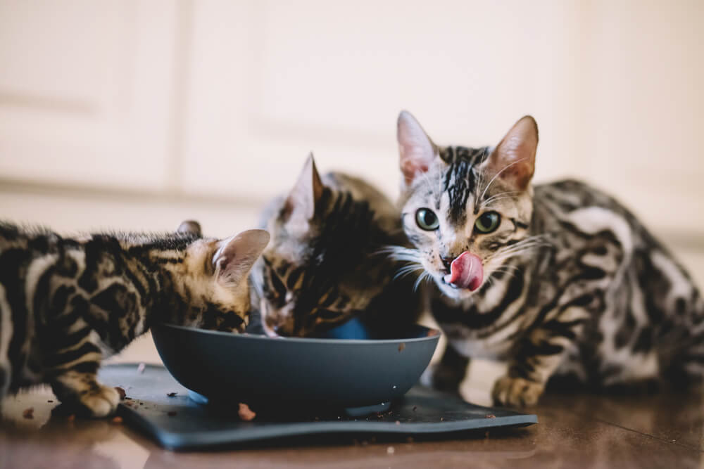 多頭飼いの猫の場合