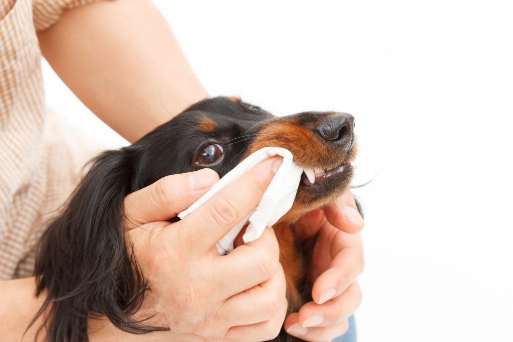 歯周病になりやすい犬種