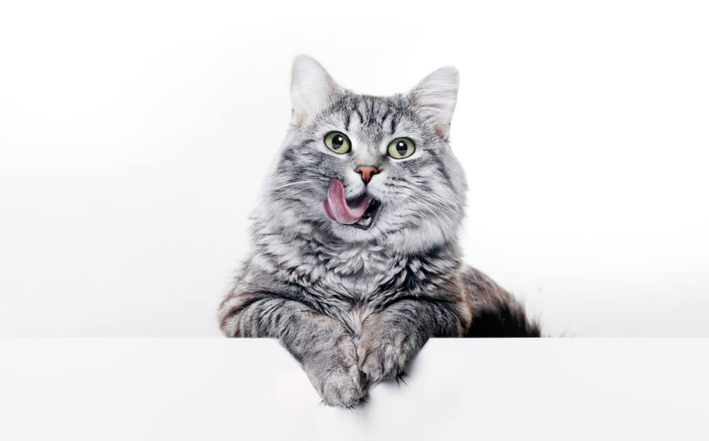 猫のあくびの正常な回数は？臭いのは病気のサイン？