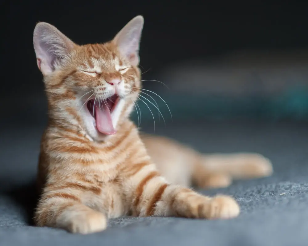 猫のあくびは甘え？それともストレス？あくびの理由を徹底解説