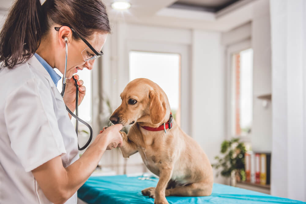 犬が乗り物酔いをする場合は