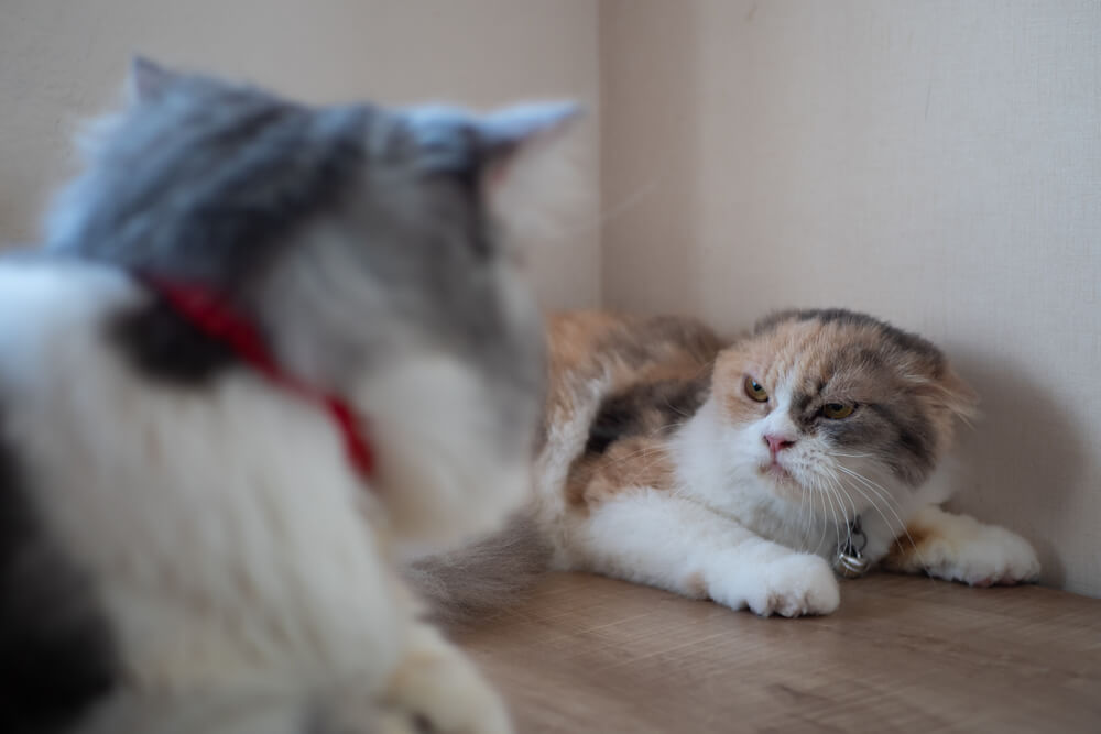 賢い飼い主さんの「けんかの止めかた」