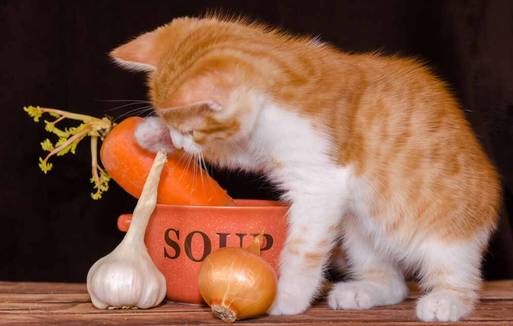 子猫にあげてはいけない食べ物は？