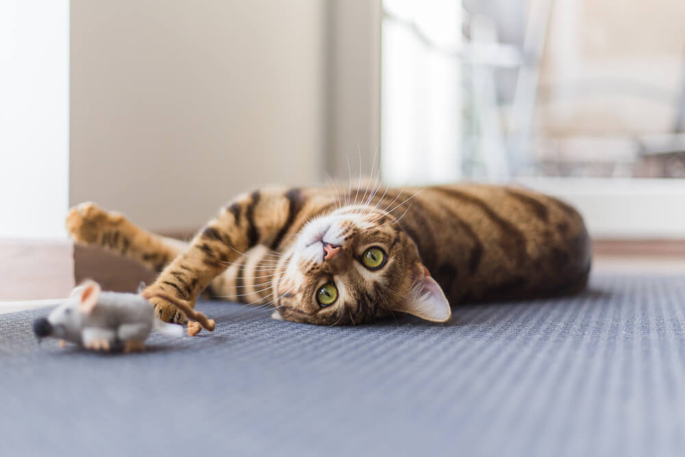 甘えん坊な猫への接し方