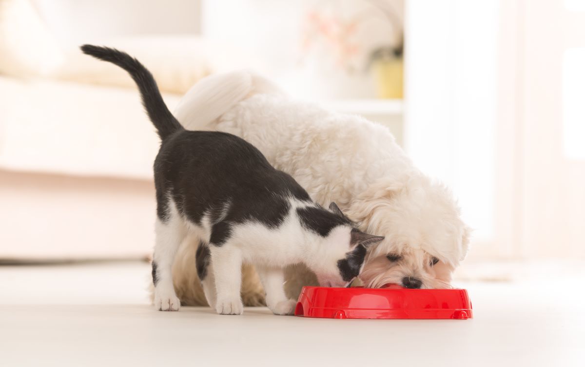 【獣医師監修】トッピング時に知っておきたい！犬猫の炭水化物源となる食材の特徴と選び方|連載「獣医さんが教える愛犬・愛猫のごはんのキホン」vol.16