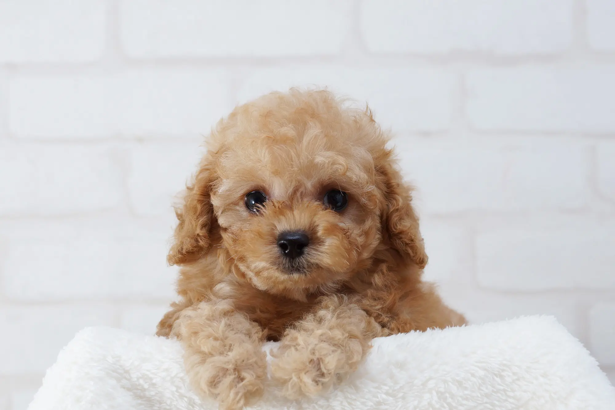 小型犬におすすめの保険は？必要性や治療事例、選び方などを紹介 | ペットニュースストレージ(ペット保険のペット&ファミリー損保)