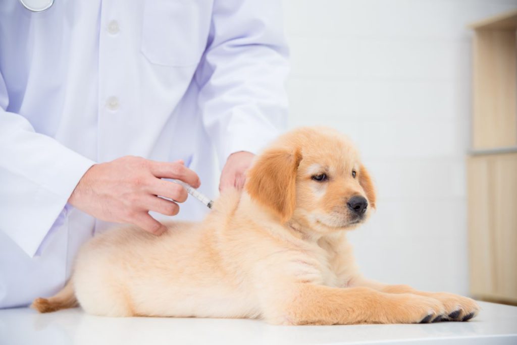 【獣医師監修】子犬の予防接種について解説！ワクチン接種はいつから？開始時期や注意点も紹介