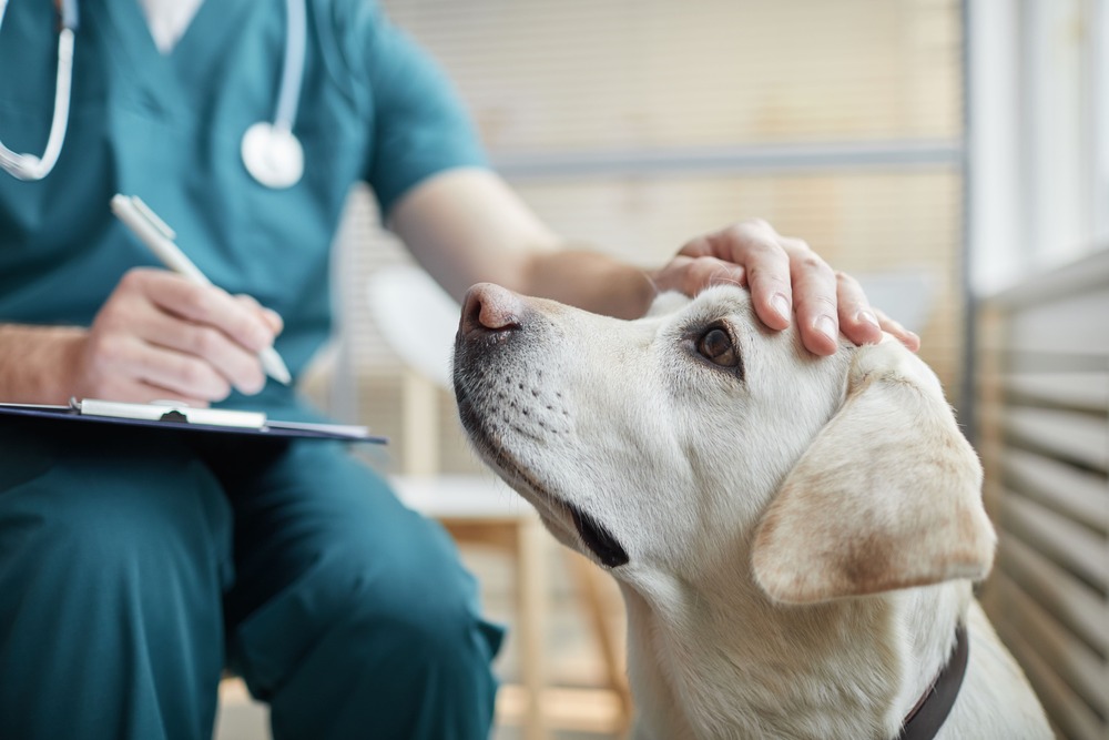 大型犬によくあるリスクと支払い事例