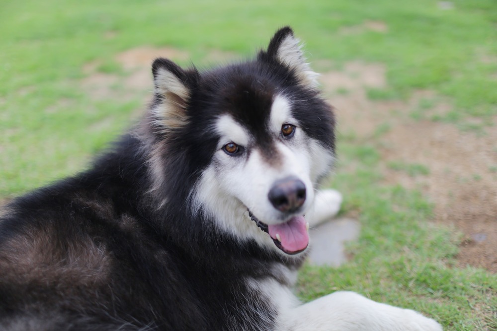 大型犬のペット保険の支払いシミュレーション