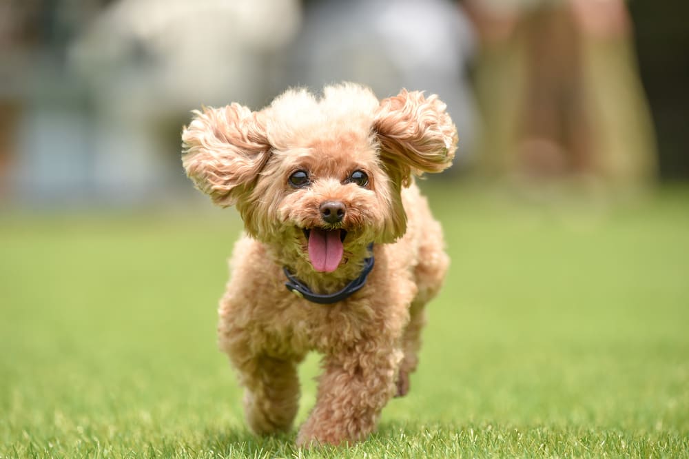 小型犬のペット保険は早めに検討するのがおすすめ