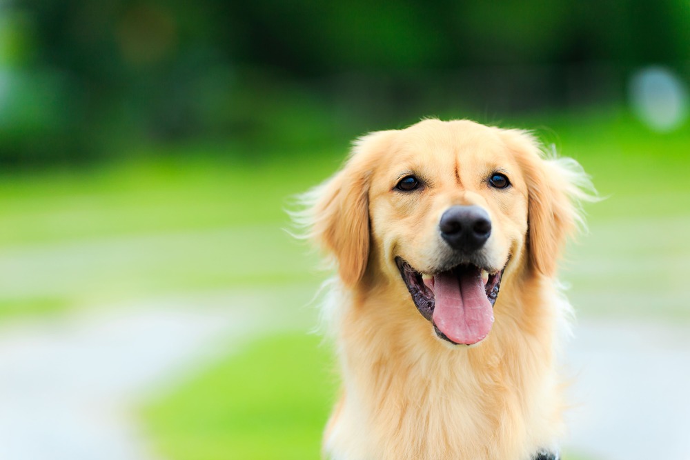 大型犬のペット保険は早めに検討するのがおすすめ