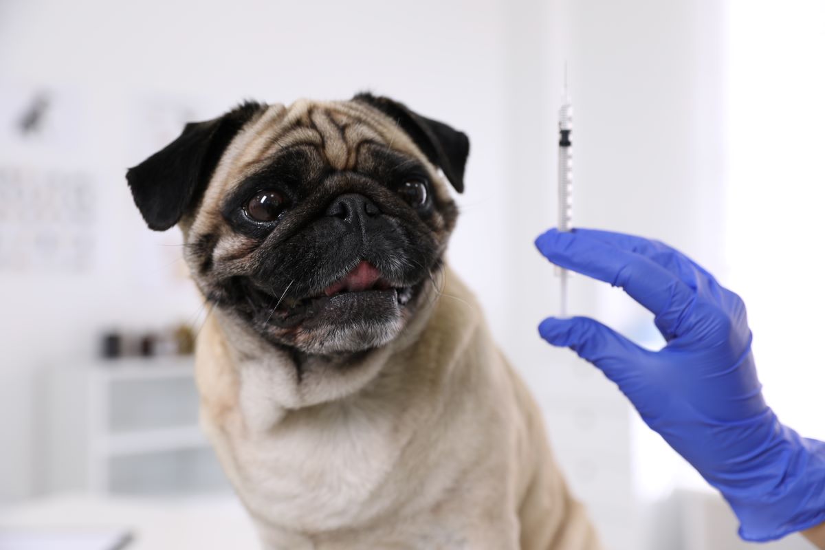 【獣医師監修】犬の予防接種は毎年必要？ワクチンの種類と接種の間隔を解説