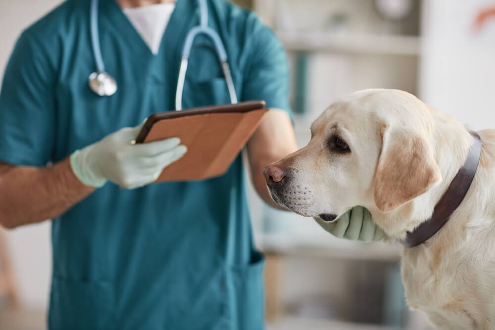 すぐに動物病院を受診すべき症状とは？
