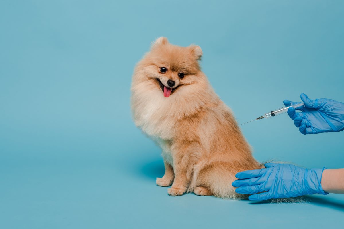 【獣医師監修】犬の予防接種の時期を知ろう！何歳から何歳まで必要なの？接種スケジュールも解説