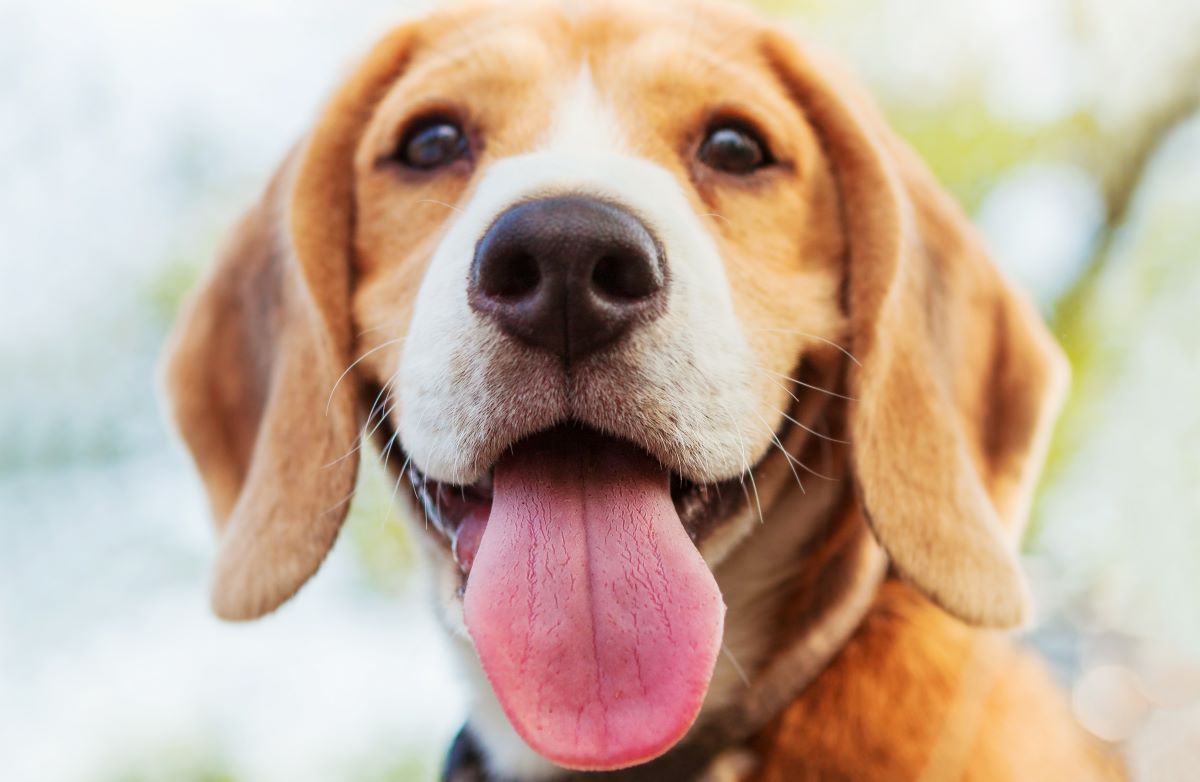【獣医師監修】犬の口臭の原因やケア・予防方法を解説！