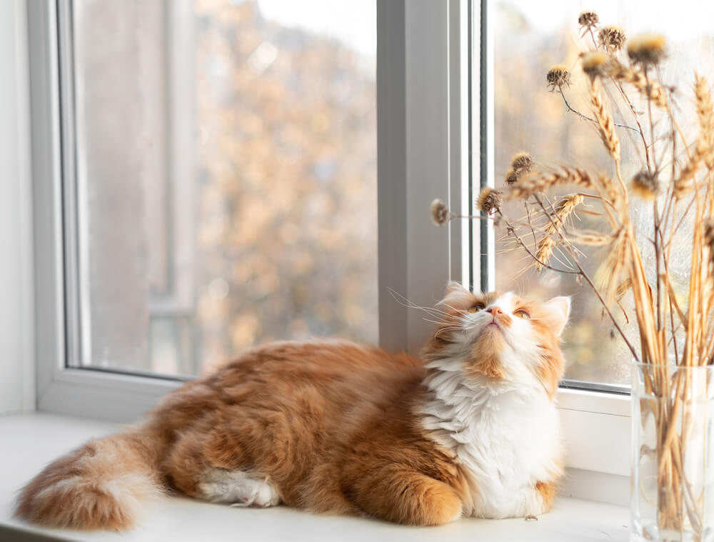 食べ物にちなんだ猫の名前が人気