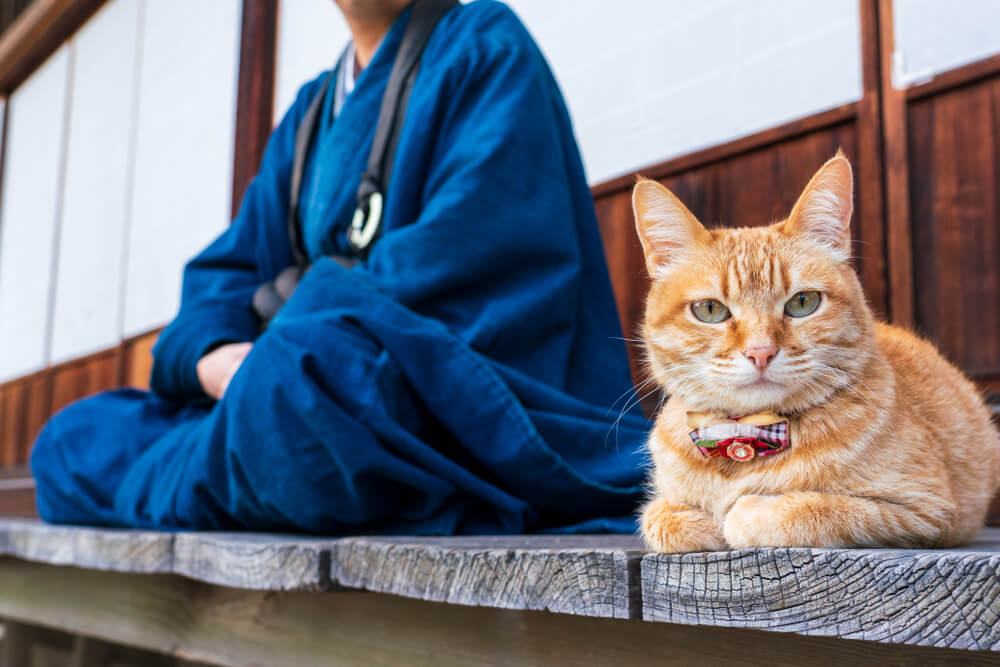 和風な響きや表記の猫の名前も上位に