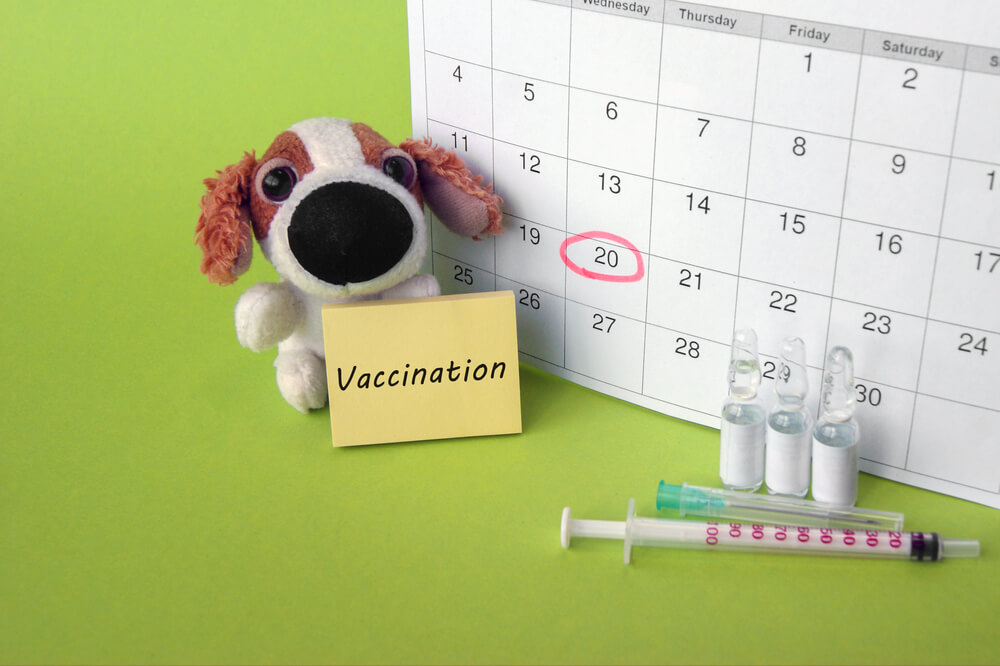 犬のワクチン接種スケジュール