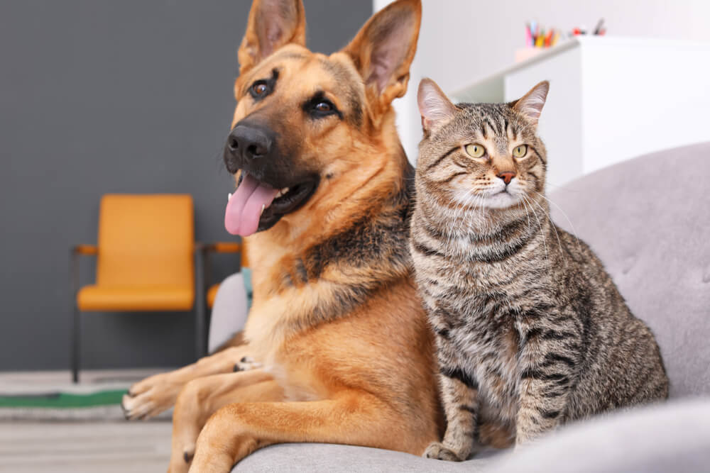 維持期（成犬期・成猫期）の食事について