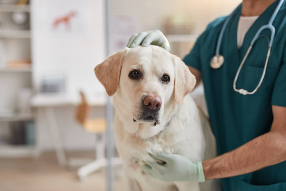 犬猫のライフステージに合ったフードは獣医師に相談してみよう