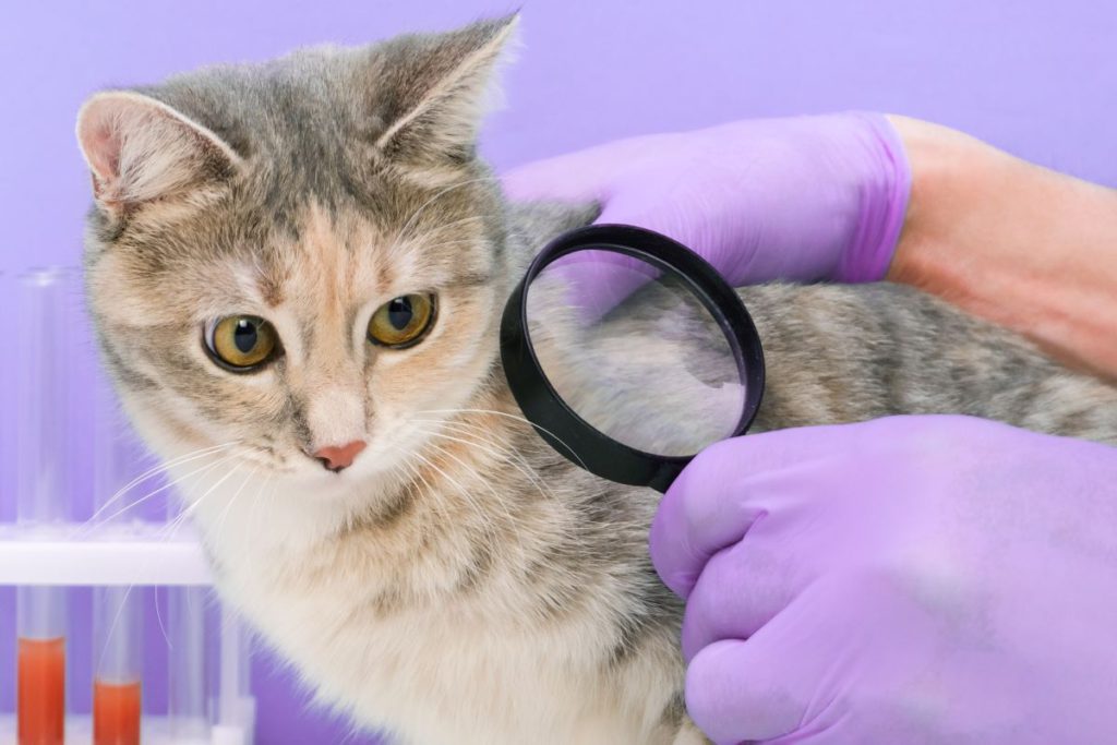 【獣医師監修】猫のノミ・マダニ予防は動物病院で相談を！生活環境にあった予防薬を選ぼう
