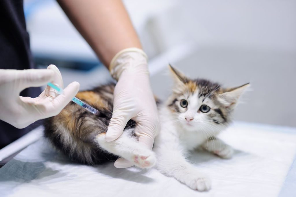 【獣医師監修】子猫の予防接種について解説！いつ？何種を？何回接種するの？