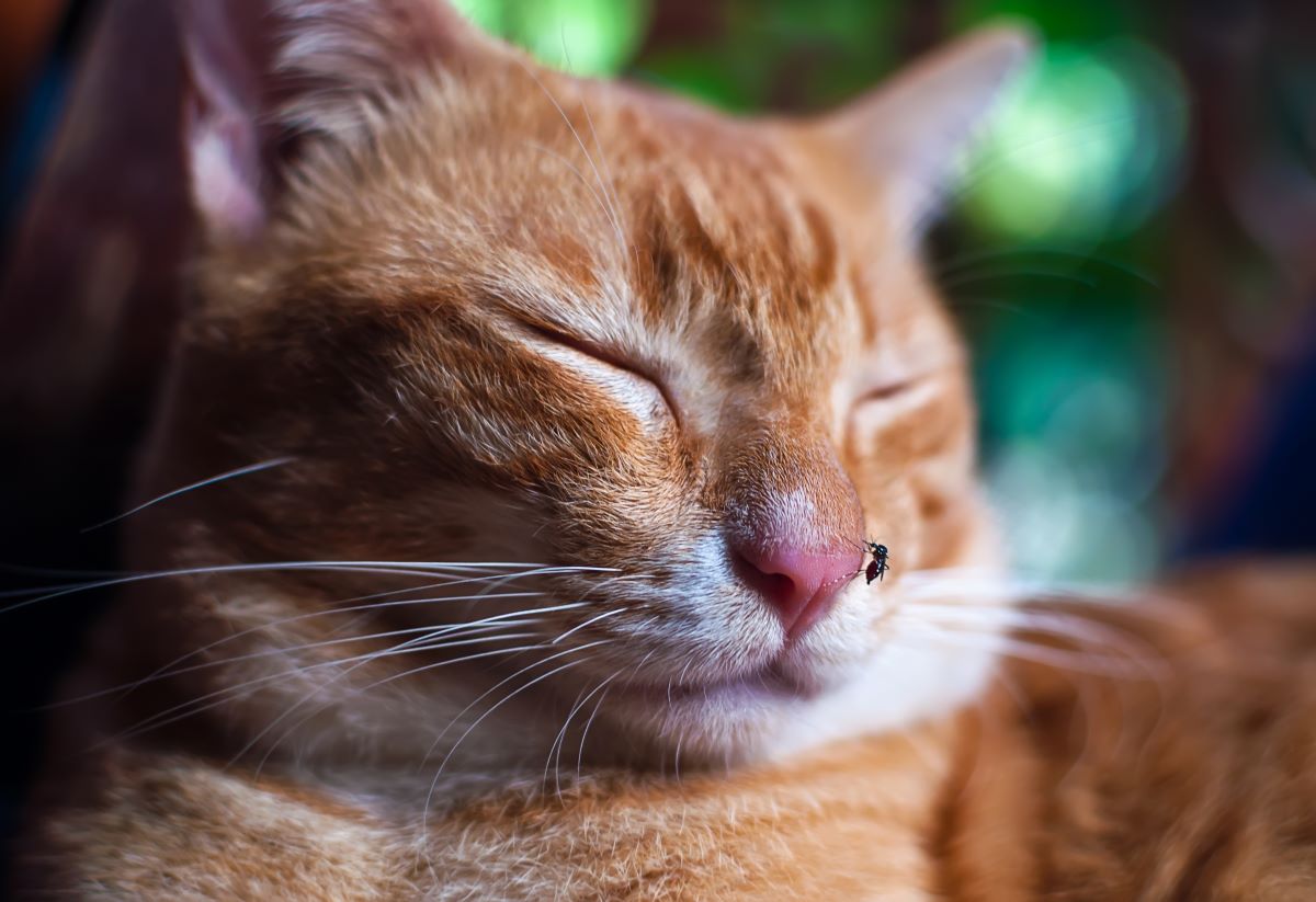 【獣医師監修】猫もフィラリア予防が重要！予防方法について解説