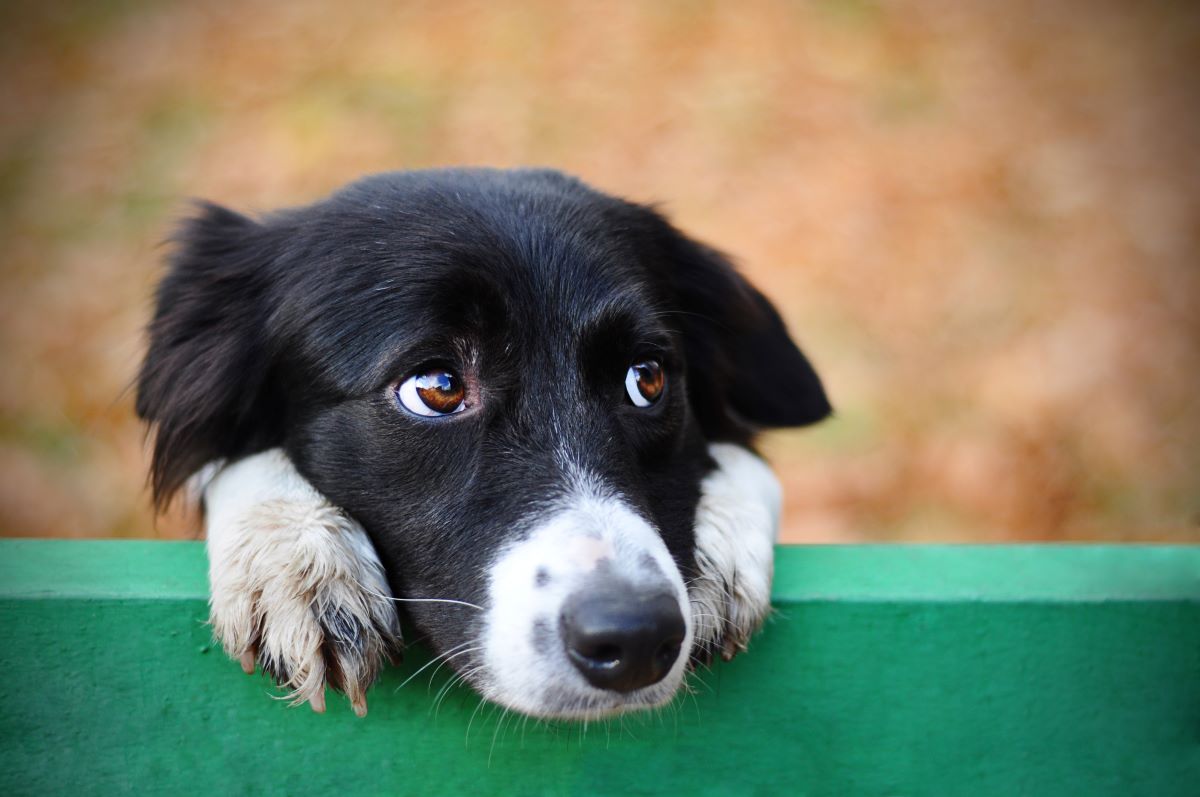【獣医師監修】犬の白内障は治る？原因や症状、治療法は？