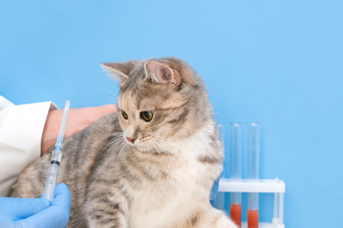 【獣医師監修】成猫のワクチン接種時期を解説！次はいつ接種する？